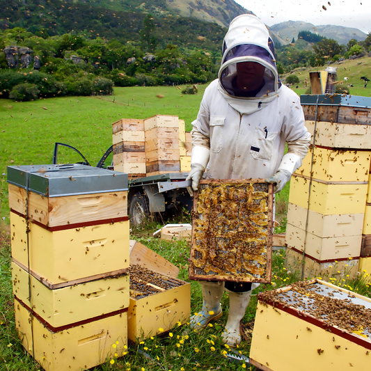 Buzzworthy Facts: How Honeybees Power Our Ecosystem and Economy